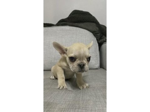 İki buçuk aylık güzeller güzeli french bulldog yavrular
