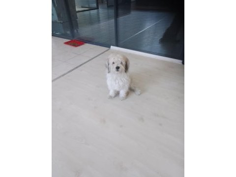 Crazy goofy maltese terrier