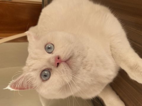 Kedi sahiplendirme british shorthair