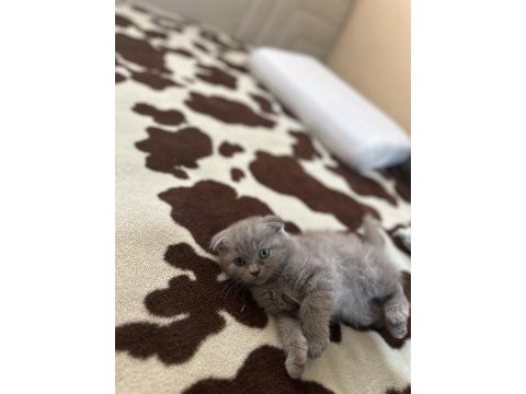 Safkan scottish fold top kafa