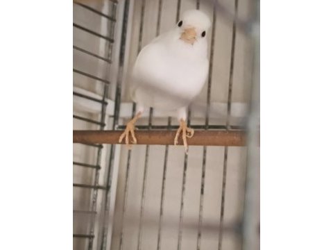 2 yaşında güzel nazik ötümlü erkek kanarya