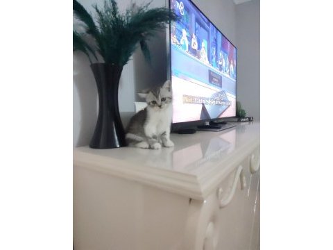 48 günlük bebekler british shorthair