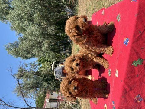 Minyatür poodle köpekler