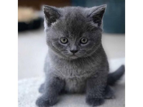Sağlıklı oyuncu british shorthair bebekler