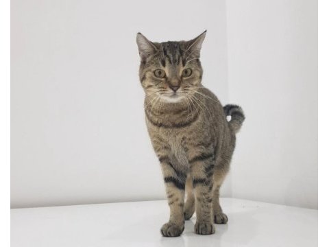 Evimizin neşesi sevimli british shorthair