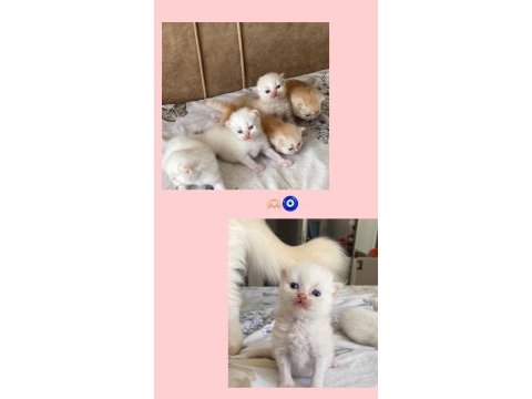 2 kız ve 1 erkek chinchilla kedisi