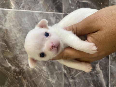 Orjinal elma kafa küt burun şivava bebekler