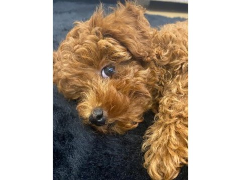 Sahibinden toy poodle
