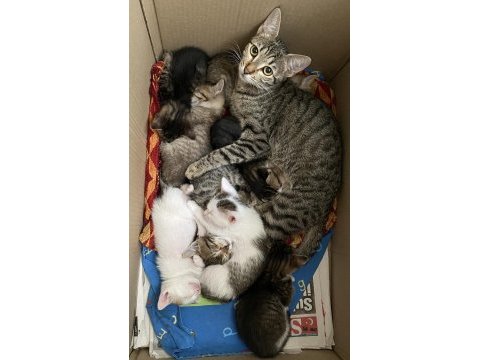 8 adet dünyalar tatlısı kardeş tekir