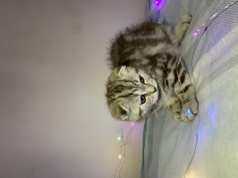 Güzel scottish fold yavrum
