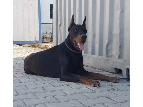 Fci secereli dev adayı king doberman