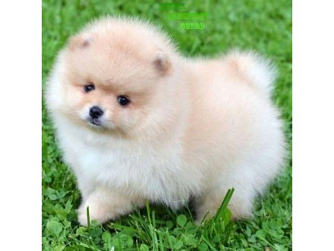 Pomeranian boo yavru
