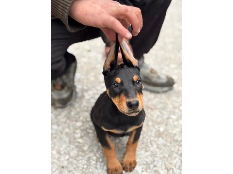 Doberman yavrularımız