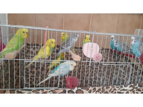 Çok sağlıklı muhabbet kuşu ev kuşları