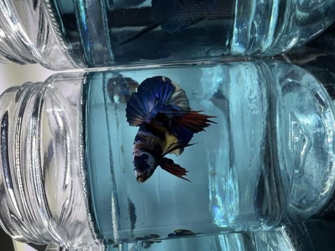 Canndy betta (koi-plakat)