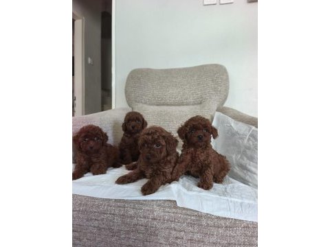 Toy poodle yavru köpeklerimiz