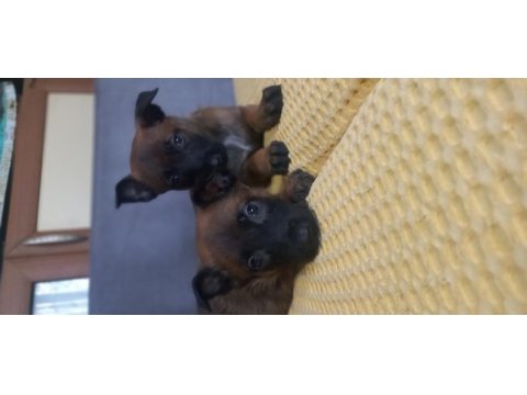 Bursa malinois krallığı ndan rezerveye açık yavrular