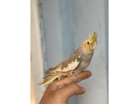El besleme bebek sultanlar