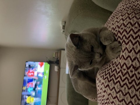 Çok uysal british shorthair tuvalet eğitimi var