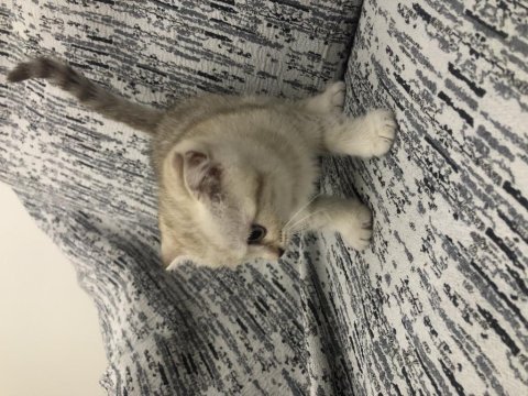 2 aylık scottish fold izmir