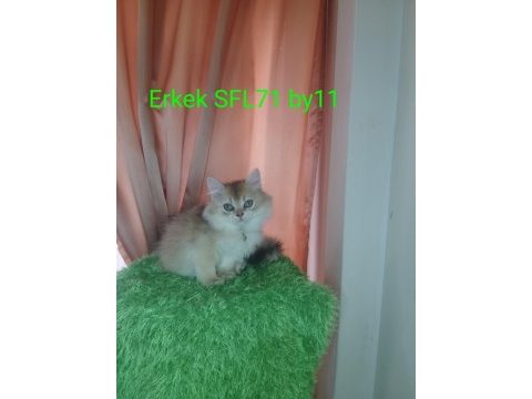 Scottish golden yavruları full şecereli