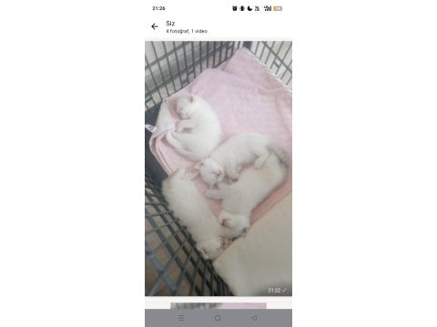 Scottish fold dişi ve erkek yavrular