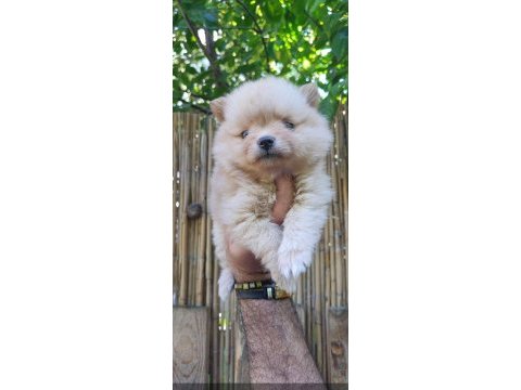 Pomerian stipz