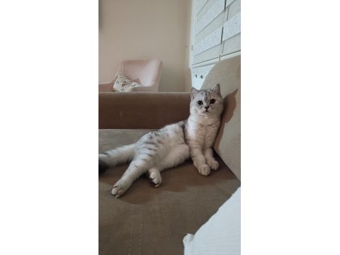 British shorthair kızımız