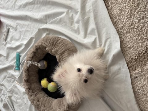 3 aylık pomeranian beyaz erkek sahiplendirilecektir