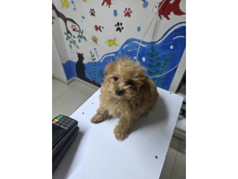 2 aylık maltipoo yavru