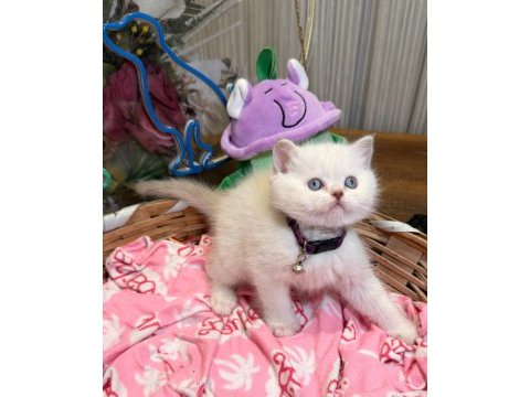 Ay british shorthair top kafa yavrular