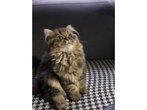Acil sahiplendirilecek british longhair dişi yavrumuz