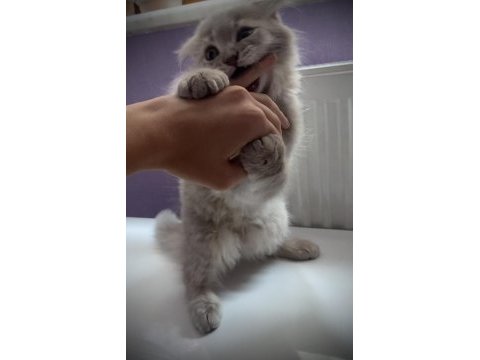 Scottish fold