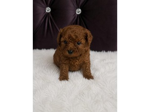 A kalite garantili toy poodle yavrular