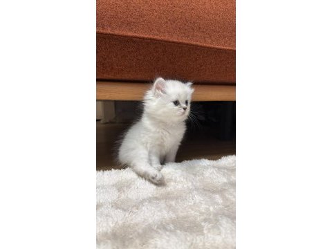 1 aylık dişi british longhair yavrumuz