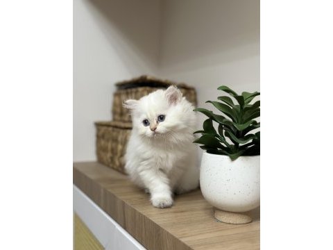 Pamuk gibi british longhair yavru