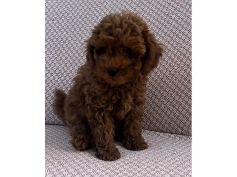 Minik kore poodle