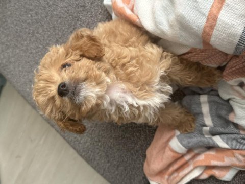Bakamadığım için poodle