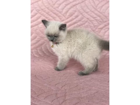 Denizli british blue point 2.5 aylık