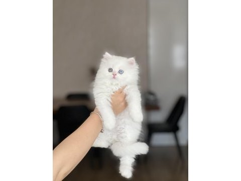 Eşsiz göz renginde british longhair yavrum