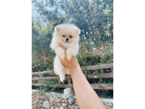 Irk ve sağlık garantili pomeranian bebekler