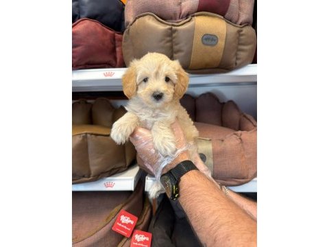 Birbirinden güzel maltipoo bebekler