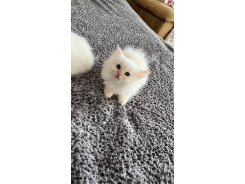 British longhair yavrular
