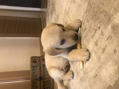 Golden retriever