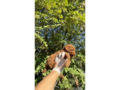 Wc eğitimli redbrown toy poodle yavrumuz