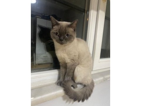 3 yaşında dişi bluepoint british shorthair