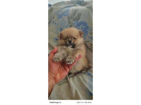 1.5 aylık pomeranian köpekler