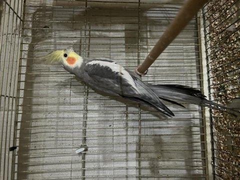 Damızlık erkek sultan papağanı