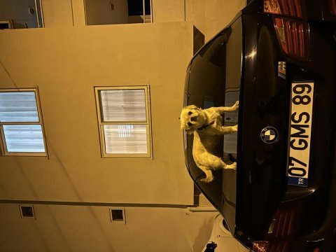 Pekinez köpeğimiz yeni sahibini arıyor