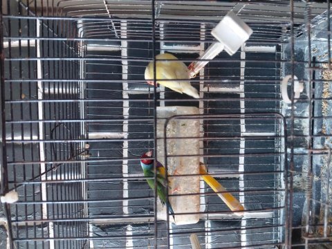 Goldian finch